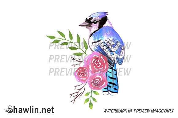Blue Jay Bird with Red Roses Illustrations