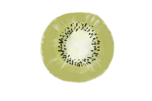 Cute Water Colour Kiwi Illustrations