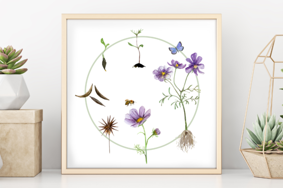 Flower Life Cycle Clip Art and Illustrations