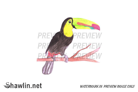 Keel Billed Toucan Bird Illustrations
