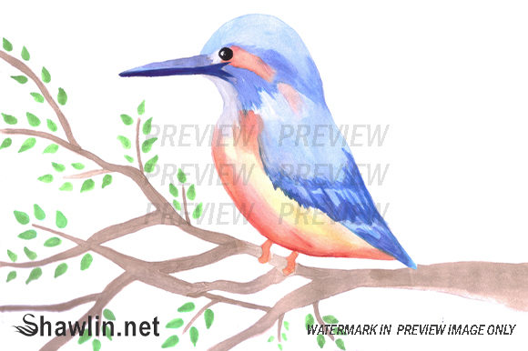 Kingfisher on a Tree Branch