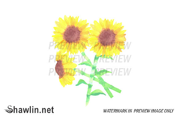 Sunflowers Helianthus Flower Illustrations